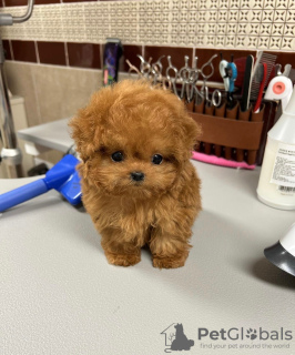 Zdjęcie №2 do zapowiedźy № 43998 na sprzedaż  pudel (royal), pudel (zabawka) - wkupić się Niemcy hodowca