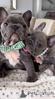 Zdjęcie №2 do zapowiedźy № 140721 na sprzedaż  buldog francuski - wkupić się Niemcy hodowca