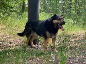 Zdjęcie №1. pies nierasowy - na sprzedaż w Москва | Bezpłatny | Zapowiedź №144343