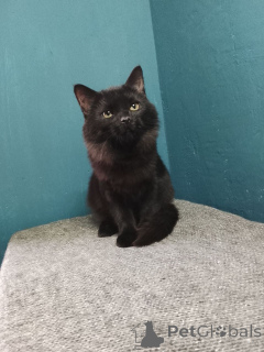 Zdjęcie №3. Piękna Gayana szuka swojej rodziny.. Federacja Rosyjska