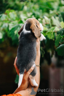 Zdjęcie №2 do zapowiedźy № 84063 na sprzedaż  beagle (rasa psa) - wkupić się USA prywatne ogłoszenie, hodowca