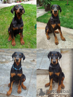 Zdjęcie №4. Sprzedam doberman w Belgrad.  - cena - 1465zł