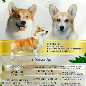 Zdjęcie №3. Walijski corgi pembroke szczeniak. Federacja Rosyjska