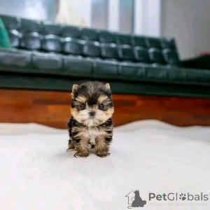 Zdjęcie №3. Teacup Yorkie Puppy do adopcji. USA