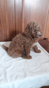 Zdjęcie №3. Pudle na sprzedaż. Ukraina