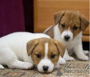 Zdjęcie №1. jack russell terrier - na sprzedaż w Stockholm | negocjowane | Zapowiedź №96296