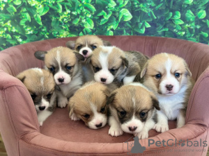 Zdjęcie №1. welsh corgi - na sprzedaż w Tallinn | 1913zł | Zapowiedź №133546