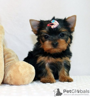 Zdjęcie №1. yorkshire terrier - na sprzedaż w Дублин | Bezpłatny | Zapowiedź №124155