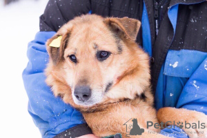 Zdjęcie №1. pies nierasowy - na sprzedaż w Perm | Bezpłatny | Zapowiedź №9038