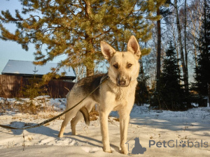 Zdjęcie №3. Vesta szuka domu!. Federacja Rosyjska