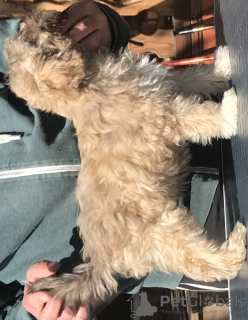 Zdjęcie №2 do zapowiedźy № 20361 na sprzedaż  lwi piesek - wkupić się Federacja Rosyjska od żłobka, hodowca