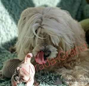 Zdjęcie №4. Sprzedam elf w Москва. od żłobka - cena - negocjowane