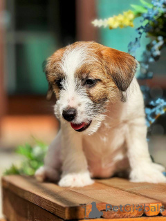 Zdjęcie №3. Szczeniak Jack Russell Terrier z mistrzów z genealogią. Federacja Rosyjska