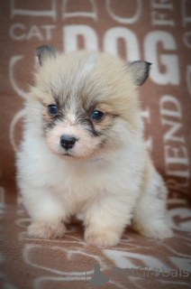 Zdjęcie №4. Sprzedam welsh corgi w Kragujevac. hodowca - cena - negocjowane