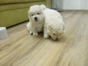 Zdjęcie №3. chow chow. Białoruś