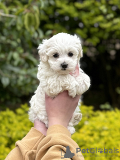 Dodatkowe zdjęcia: Szczeniak Maltipoo