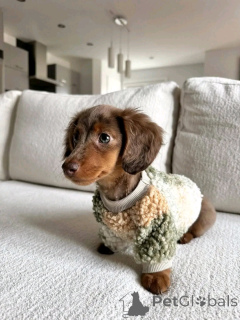 Zdjęcie №1. jamnik - na sprzedaż w Helsinki | 2392zł | Zapowiedź №163626