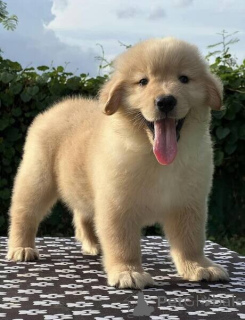 Zdjęcie №1. golden retriever - na sprzedaż w Sztokholm | negocjowane | Zapowiedź №169763