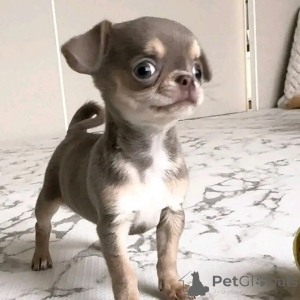 Zdjęcie №2 do zapowiedźy № 152836 na sprzedaż  chihuahua (rasa psów) - wkupić się Niemcy prywatne ogłoszenie