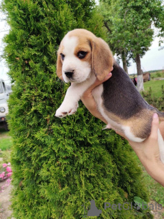 Zdjęcie №4. Sprzedam beagle (rasa psa) w Лида. prywatne ogłoszenie - cena - 1528zł