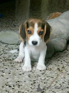 Zdjęcie №2 do zapowiedźy № 161169 na sprzedaż   - wkupić się Wielka Brytania 