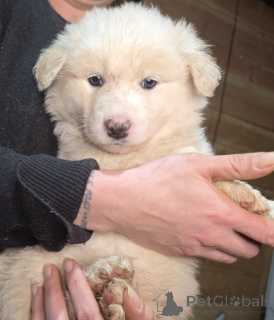 Zdjęcie №1. pies nierasowy - na sprzedaż w Darmstadt | 1913zł | Zapowiedź №152382