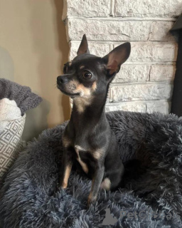 Zdjęcie №4. Sprzedam chihuahua (rasa psów) w Bayerbach Bei Ergoldsbach.  - cena - negocjowane