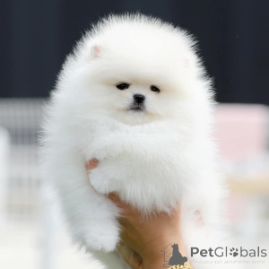 Zdjęcie №1.  - na sprzedaż w Bamberg | 1742zł | Zapowiedź №167053