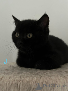 Zdjęcie №1. kot brytyjski krótkowłosy - na sprzedaż w Bergisch Gladbach | 1674zł | Zapowiedź № 160106