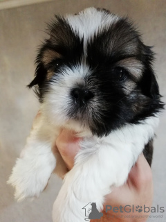 Zdjęcie №2 do zapowiedźy № 113607 na sprzedaż  lhasa apso, shih tzu - wkupić się Estonia prywatne ogłoszenie, od żłobka, hodowca