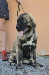 Zdjęcie №1. otterhound - na sprzedaż w Nowy ogród | negocjowane | Zapowiedź №171066