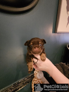 Zdjęcie №4. Sprzedam chihuahua (rasa psów) w Rüdersdorf. prywatne ogłoszenie - cena - 4784zł