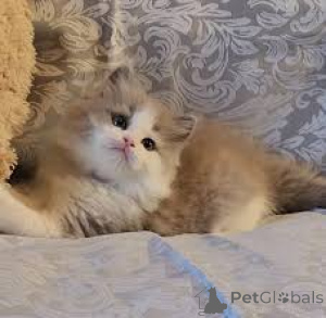 Zdjęcie №1. ragdoll - na sprzedaż w Bruksela | 2774zł | Zapowiedź № 164241