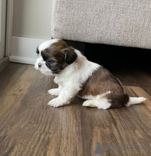 Zdjęcie №1. shih tzu - na sprzedaż w Żabbar | negocjowane | Zapowiedź №169536