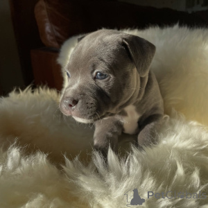 Zdjęcie №4. Sprzedam staffordshire bull terrier w Brno. hodowca - cena - negocjowane