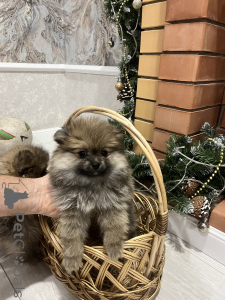 Zdjęcie №2 do zapowiedźy № 138531 na sprzedaż  szpic niemiecki - wkupić się Federacja Rosyjska prywatne ogłoszenie