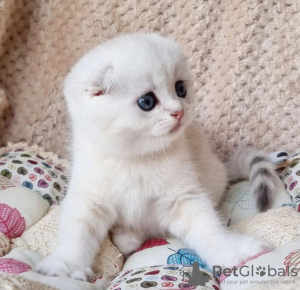 Zdjęcie №1. scottish fold - na sprzedaż w Nowy Jork | 1109zł | Zapowiedź № 100503