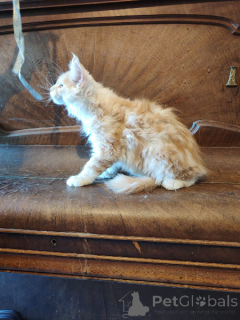 Zdjęcie №1. maine coon - na sprzedaż w Bruksela | Bezpłatny | Zapowiedź № 171813