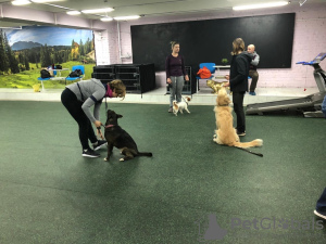Zdjęcie №3. Szkolenie / treser psów w Federacja Rosyjska