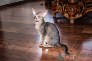 Zdjęcie №2 do zapowiedźy № 140549 na sprzedaż  kot abisyński - wkupić się Ukraina od żłobka