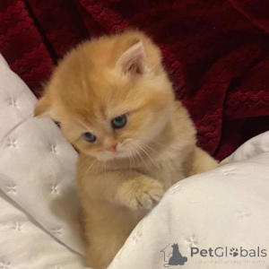 Zdjęcie №1.  - na sprzedaż w Campbell Town | negocjowane | Zapowiedź № 161838