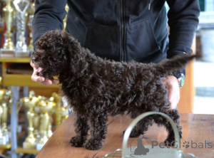 Zdjęcie №3. Szczenięta Lagotto Romagnolo. Serbia