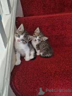 Zdjęcie №1. kot amerykański krótkowłosy - na sprzedaż w Wiedeń | 2774zł | Zapowiedź № 163814