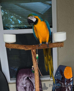 Zdjęcie №1.  - na sprzedaż w Frankfurt | Bezpłatny | Zapowiedź № 162290