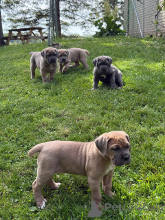 Zdjęcie №4. Sprzedam cane corso w Aalborg. prywatne ogłoszenie, hodowca - cena - 3109zł