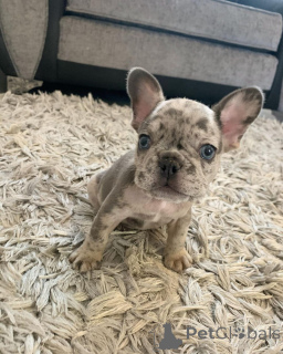 Zdjęcie №2 do zapowiedźy № 161980 na sprzedaż  buldog francuski - wkupić się Malezja 