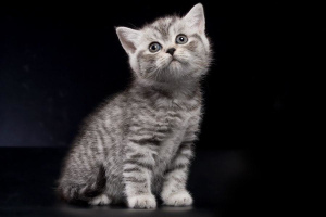 Dodatkowe zdjęcia: Brytyjskie kocięta - srebrna cętkowana dziewczynka