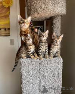 Zdjęcie №1. kot bengalski - na sprzedaż w Helsinki | 2774zł | Zapowiedź № 164065