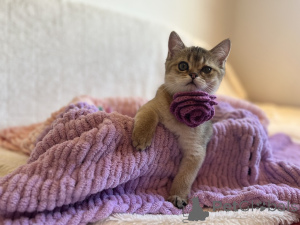 Zdjęcie №3. Urocze kocięta Scottish Kilt prosto. Słowacja