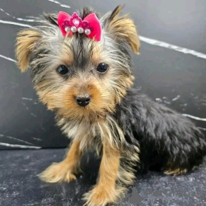 Zdjęcie №3. Urocze Yorkshire Terrier. Hiszpania